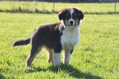 Les chiots de Berger Australien