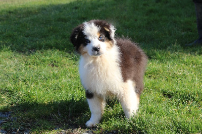 Les chiots de Berger Australien