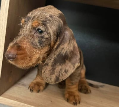 Les chiots de Teckel poil dur