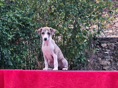 Les chiots de Whippet