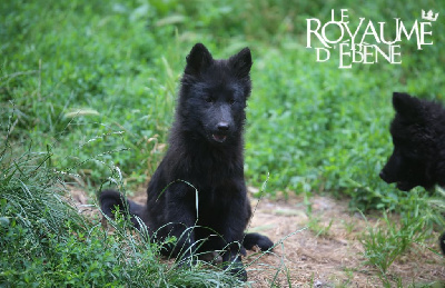 Les chiots de Eurasier