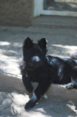 Les chiots de Eurasier