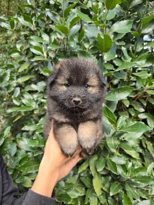 Les chiots de Eurasier