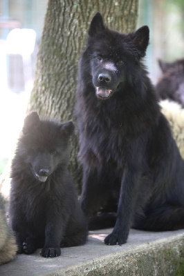 Les chiots de Eurasier