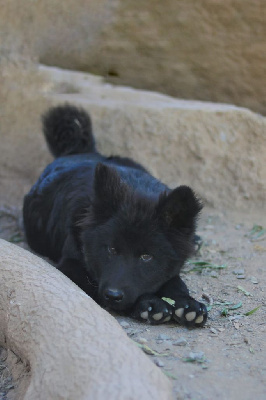 Les chiots de Eurasier