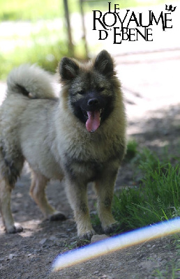 Les chiots de Eurasier