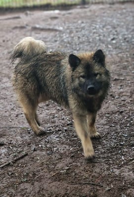 Les chiots de Eurasier