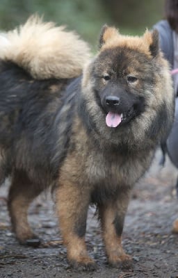 Les chiots de Eurasier