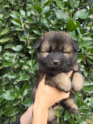 Les chiots de Eurasier