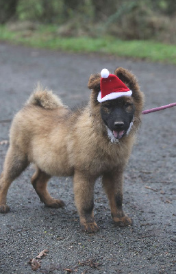 Les chiots de Eurasier