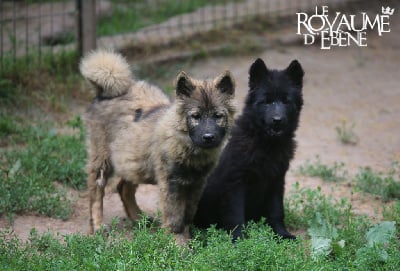 Les chiots de Eurasier