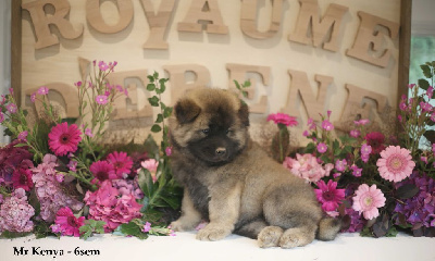 Les chiots de Eurasier