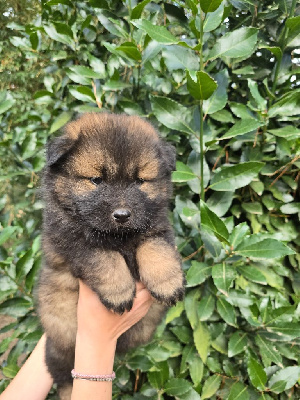 Les chiots de Eurasier