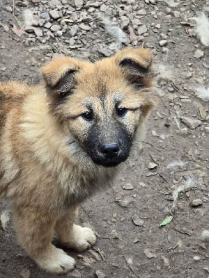 Eurasier