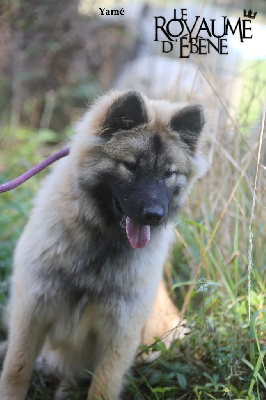 Les chiots de Eurasier