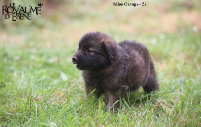 Les chiots de Leonberger