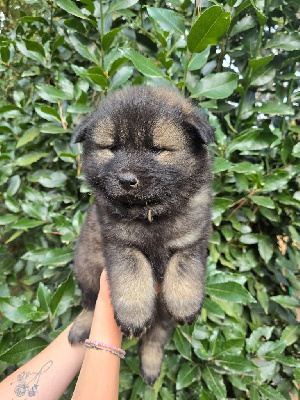 Les chiots de Eurasier