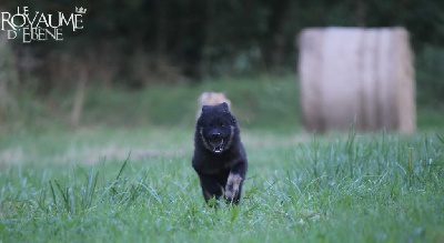 Les chiots de Eurasier