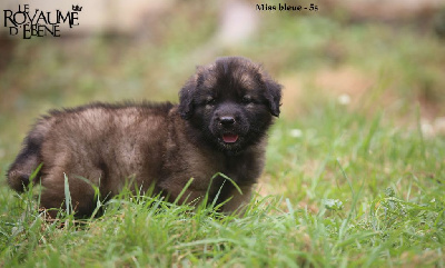 Les chiots de Leonberger