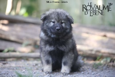 Les chiots de Eurasier