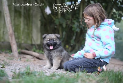 Les chiots de Eurasier