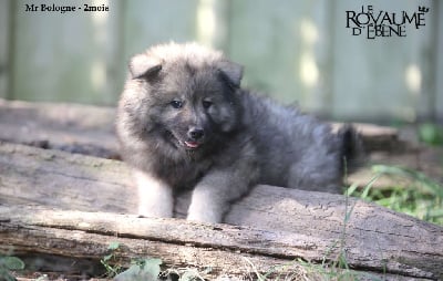 Les chiots de Eurasier