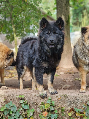 Les chiots de Eurasier