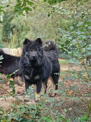 Les chiots de Eurasier