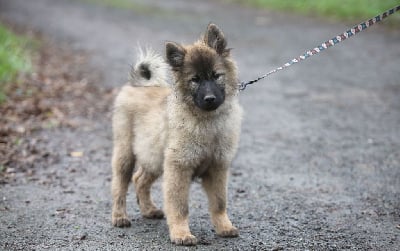 Les chiots de Eurasier