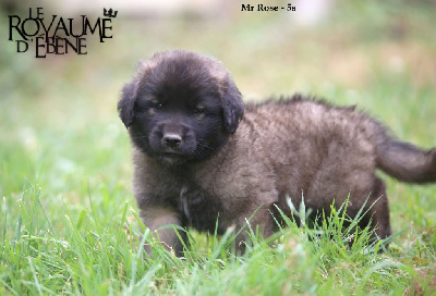 Les chiots de Leonberger