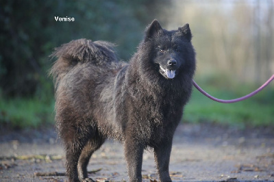 Les chiots de Eurasier