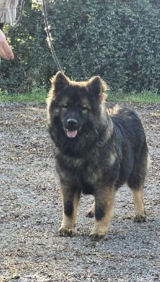 Les chiots de Eurasier