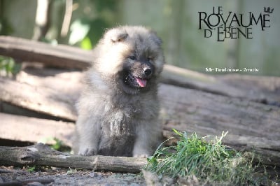 Les chiots de Eurasier