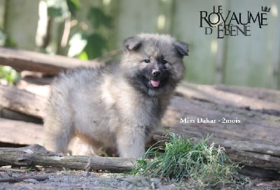 Miss Dakar - Eurasier