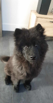 Les chiots de Eurasier