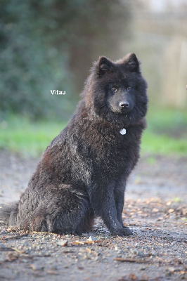 Les chiots de Eurasier