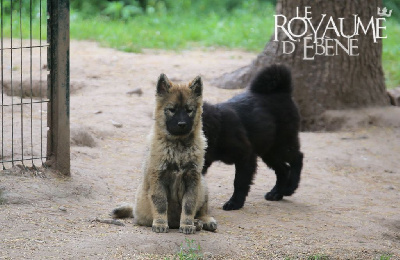 Les chiots de Eurasier