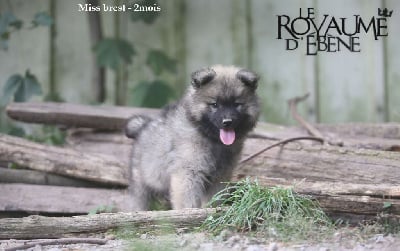 Les chiots de Eurasier