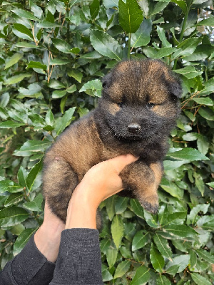 Les chiots de Eurasier