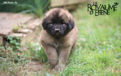 Les chiots de Leonberger