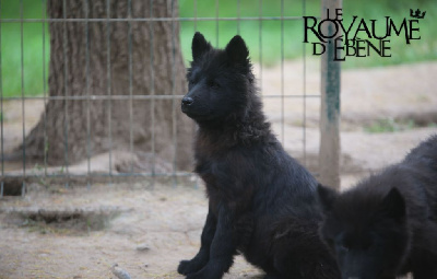 Les chiots de Eurasier