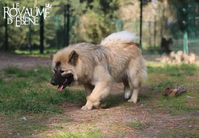 Les chiots de Eurasier