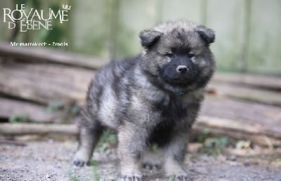 Les chiots de Eurasier