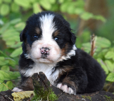 Les chiots de Bouvier Bernois