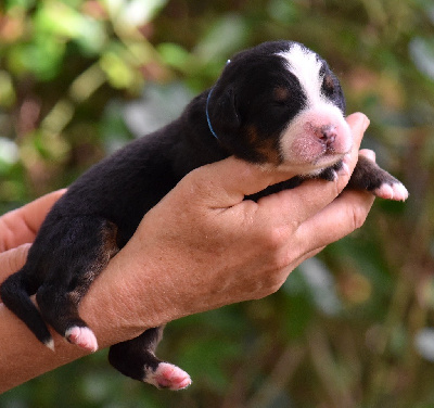 Les chiots de Bouvier Bernois