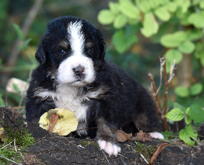 Les chiots de Bouvier Bernois