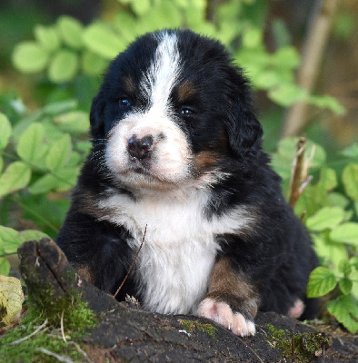 Les chiots de Bouvier Bernois