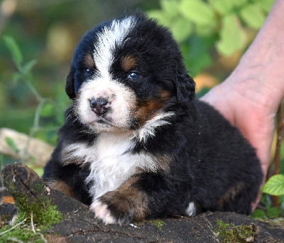 Les chiots de Bouvier Bernois