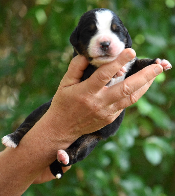 Les chiots de Bouvier Bernois