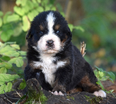 Les chiots de Bouvier Bernois